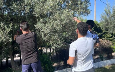 El CFGM de Aceites y Oliva y Vinos en la recogida de la aceituna