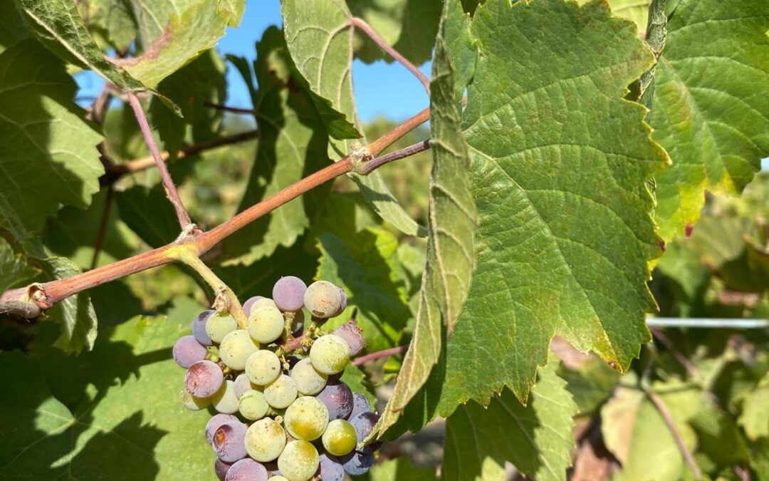 El IES Santo Domingo de vendimia en los Viñedos Robyn